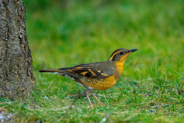 Varied Thrush (Ixoreus naevius), Nanaimo, British Columbia, Canada   