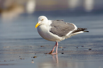 Fototapeta premium Western Gull (Larus occidentalis), Point Reyes National Seashore, California, USA