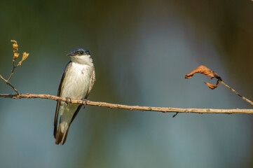 White-winged Swallow (Tachycineta albiventer),  Jardim d' Amazonia Ecolodge, Mato Grosso, Brazil