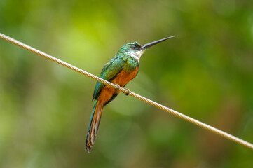Rufous-tailed Jacamara (Galbula ruficauda),  Jardim d' Amazonia Ecolodge, Mato Grosso, Brazil