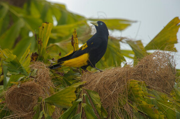 Yellow-rumped Cacique (Cacicus cela), Jardim d' Amazonia Ecolodge, Mato Grosso, Brazil