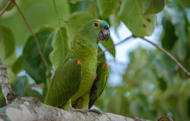 Obraz premium Blue-fronted Amazon Parrot (Amazona aestiva), The Pantanal, Mato Grosso, Brazil