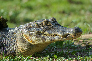 Fototapeta premium Yacare Caiman (Caiman yacare), The Pantanal, Mato Grosso, Brazil