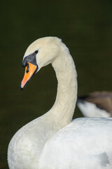 Obraz premium Mute Swan (Cygnus olor), Hollow Ponds, Leytonstone, London , Essex, England