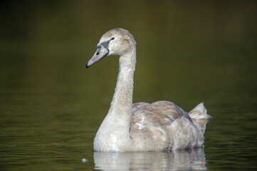 Mute Swan (Cygnus olor) cygnet, swimming, Hollow Ponds, Leytonstone, London , Essex, England