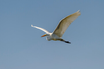 Great Egret (Ardea alba) in flight, Chapala, Jalisco, Mexico