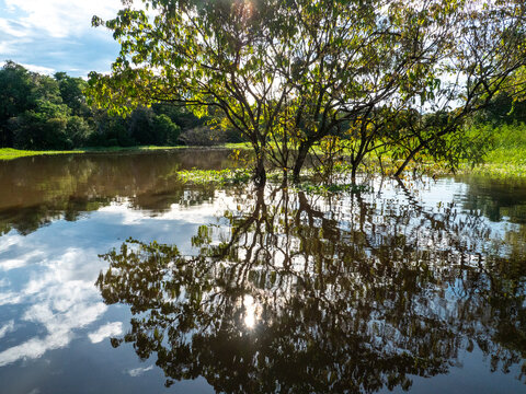 Amazon river landscape near Anama.