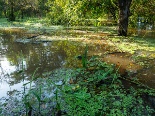 Amazon river landscape with trees standing in the water.