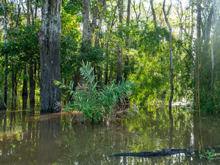 Amazon river landscape with trees standing in the water.