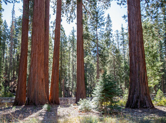 Mariposa Grove