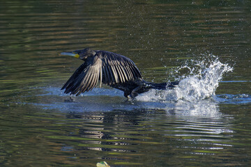 Kormoran( ( Phalacrocorax carbo ) beim auffliegen aus einem Gewässer