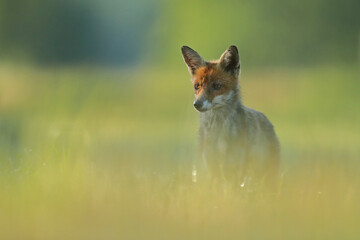 Lis rudy, fox, lis  (Vulpes vulpes) © Bartosz Rakoczy