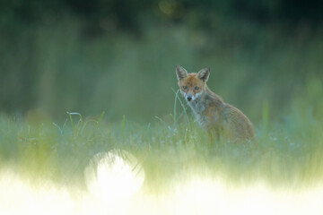 Lis rudy, fox, lis  (Vulpes vulpes) © Bartosz Rakoczy