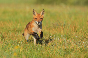 Lis rudy, fox, lis  (Vulpes vulpes) © Bartosz Rakoczy