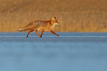 Lis rudy, fox, lis  (Vulpes vulpes) © Bartosz Rakoczy