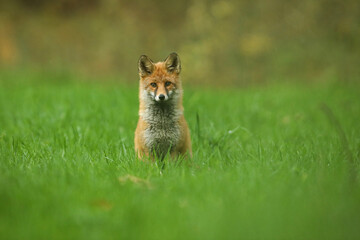 Lis rudy, fox, lis  (Vulpes vulpes) © Bartosz Rakoczy