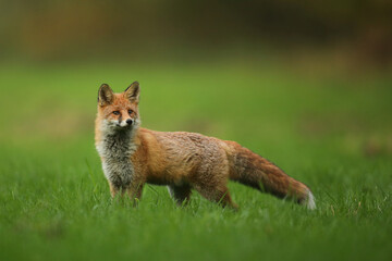 Lis rudy, fox, lis  (Vulpes vulpes) © Bartosz Rakoczy