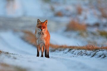 Lis rudy, fox, lis  (Vulpes vulpes) © Bartosz Rakoczy