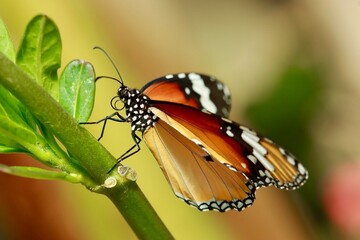 butterfly on leaf