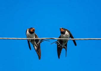 two swallow birds sitting on wires against blue sky and synchronously cleaning their feathers on a...