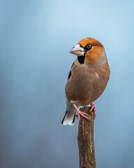 Grubodziób Coccothraustes coccothraustes