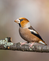Fototapeta premium Grubodziób Coccothraustes coccothraustes
