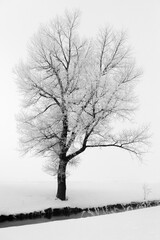 A lonely tree by a stream in winter fog