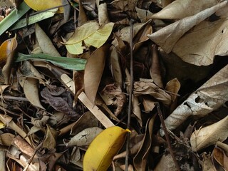 Heaps of dry leaf waste collected on the ground, showcasing a mix of brown, wilted leaves.