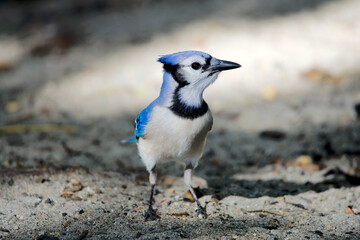 Blauhäher
