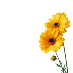 yellow flowers isolated on white
