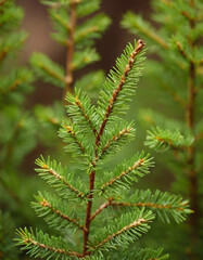 Close-up of fir tree with dried brown buds and vibrant green needles