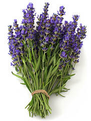 Fototapeta premium A beautiful bunch of fresh lavender on a pristine white background