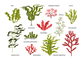 Vector graphics with various types of exotic algae with graceful wavy leaves and slender trunks