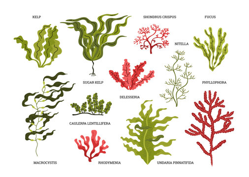 Vector graphics with various types of exotic algae with graceful wavy leaves and slender trunks