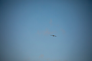 Obraz premium Eagle flying through sky around Cargo Tower Dennis Massachusetts 