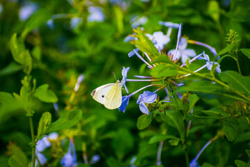 mariposa posada sobre flor purpura
