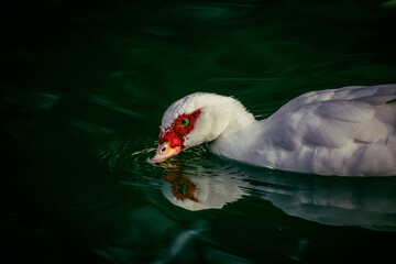 pato nadando en laguna artificial