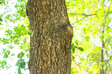 bicho camuflado en &aacute;rbol del parque