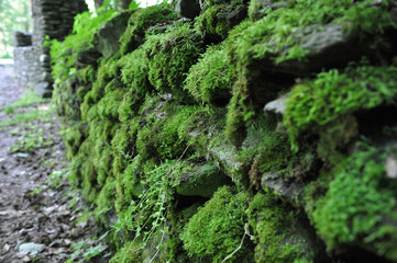 Fototapeta premium A close-up of a moss-covered stone wall in a forest setting, showing the lush green texture of moss clinging to rugged rocks.