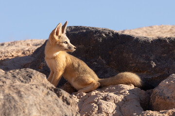 A young Kit Fox sits near its den in the desert of Southern Utah, USA, in late evening sunlight, looking over its shoulder towards the west with a clear blue sky in the background. 