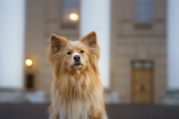 Naklejka premium A long-haired dog stands in front of columns with a serious expression, with the building structure in the background. The scene captures the dog dignified presence in the formal setting.