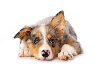 Cute Border collie puppy lying isolated on white and looks up