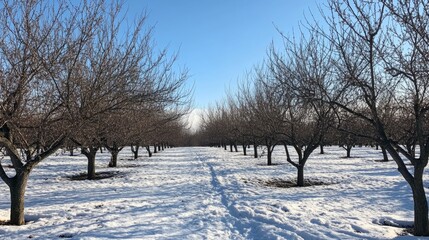 Fototapeta premium Winter orchard scene, bare trees with snow on the ground, the quiet atmosphere of the dormant season