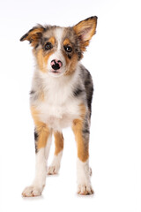 Cute Border collie puppy standing isolated on white