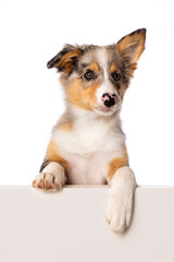 Border collie puppy looks over a wall