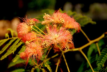 The flowering of beautiful silky Japanese acacia is a special experience at the beginning of summer. Albizia julibrissin 'Rosea.