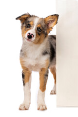 Cute Border collie puppy isolated on white looks around a wall