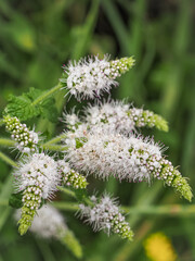 Apple mint or woolly mint, spikes of white flowers with pink tips and green hairy leaves, close up. Mentha suaveolens is a aromatic herbaceous perennial flowering plant of the family Lamiaceae. © LifeCollectionPhoto
