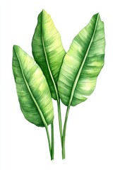 Exotic Leaf Illustration. Watercolor Artwork of Tropical Foliage for Wedding Invitation Design