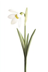 Fototapeta premium Hand-painted Snowdrops: Blooming White Flowers of Spring in Watercolor